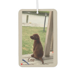 Cute Hund Surveyard och Bäck