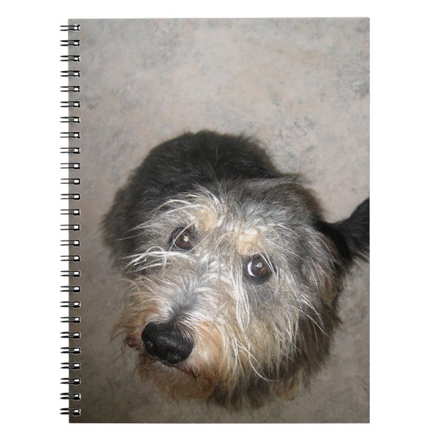 Cute hund tittar anteckningsbok (Framsidan)