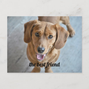Cute Hund Vykort