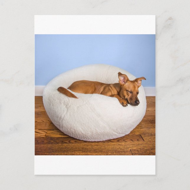 Cute hund vykort (Framsida)