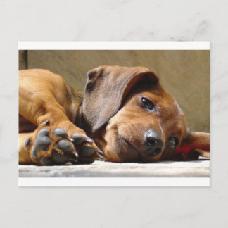 Cute hund vykort