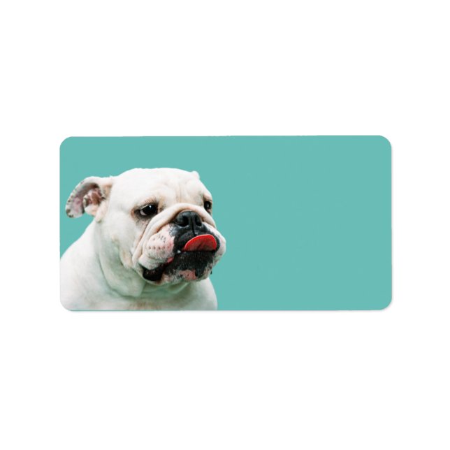 Cute hund white Bulldog Adressetikett (Framsidan)