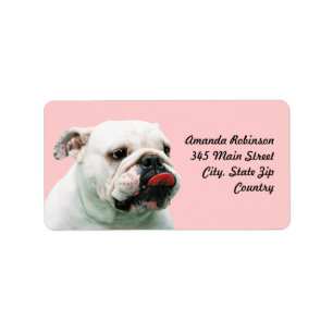 Cute hund white Bulldog Adressetikett