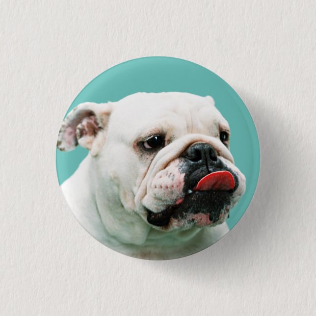 Cute hund white Bulldog Knapp (Framsida)