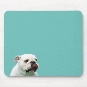 Cute hund white Bulldog Musmatta