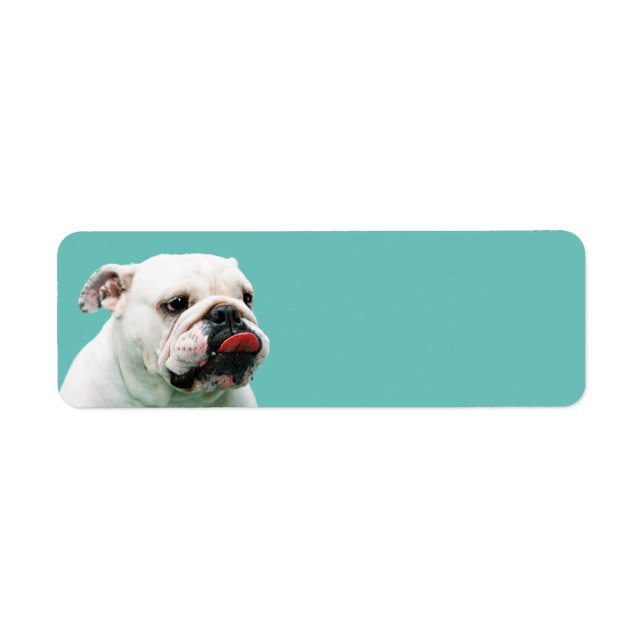 Cute hund white Bulldog Returadress Etikett (Framsidan)