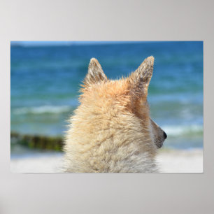 Cute Hund WIth Salty Päls Tittar vid stranden Poster