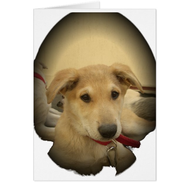 Cute Hundar och valpar är andra bästa vän.png Hälsningskort (Framsidan)