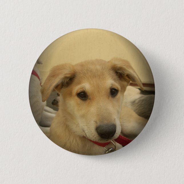 Cute Hundar och valpar är andra bästa vän.png Knapp (Framsida)