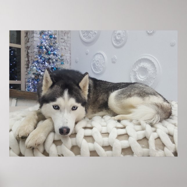 Cute Husky Hund BeSnyt Porträtt Poster (Framsidan)