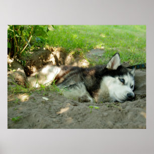 Cute Husky-Hund som Ljuger i Sand Poster