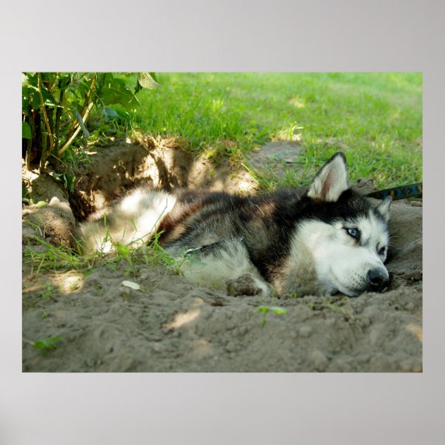 Cute Husky-Hund som Ljuger i Sand Poster (Framsidan)