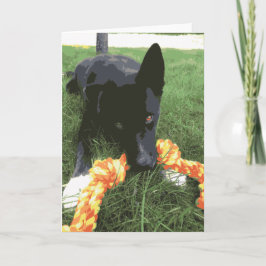 Cute Husky Lab Hund med Rope Leksak Black Kort