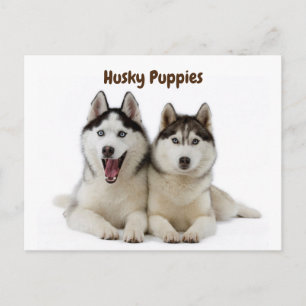 Cute Husky Puppies Vykort