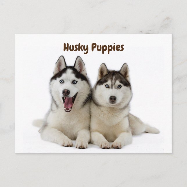 Cute Husky Puppies Vykort (Framsida)