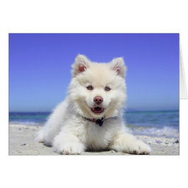 Cute Husky Puppy på Beach Blank Card Hälsningskort