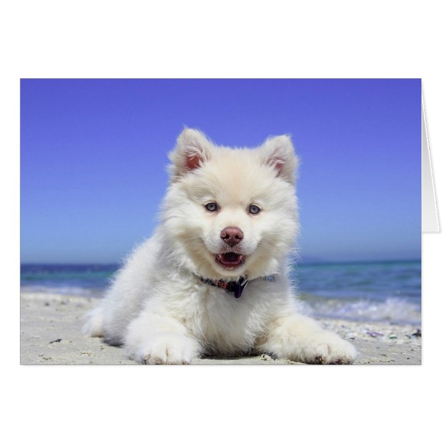 Cute Husky Puppy på Beach Blank Card Hälsningskort (Framsidan Horizontal)