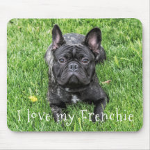 Cute " I Kärlek My Frenchie" Fransk Bulldog Photo