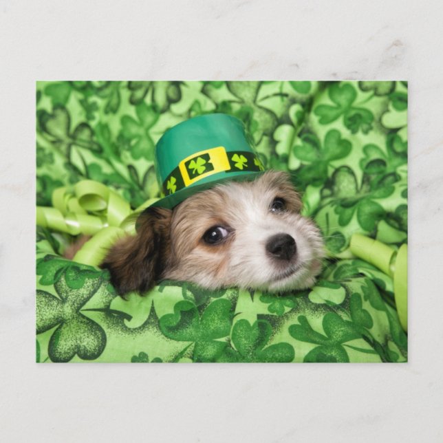 Cute Irish Puppy Background Helg Vykort (Framsida)