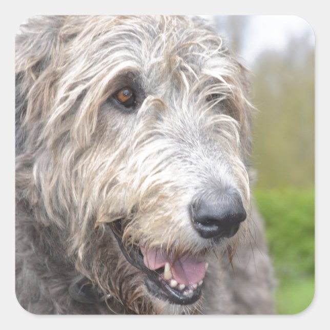 Cute Irish Wolfhound Fyrkantigt Klistermärke (Framsida)