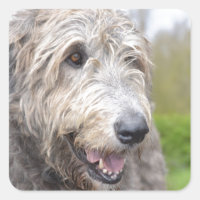 Cute Irish Wolfhound