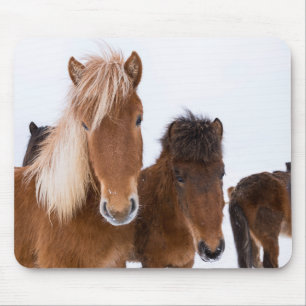 Cute isländska hästar tillsammans musmatta