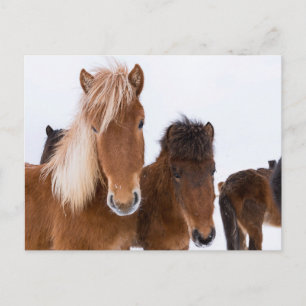Cute isländska hästar tillsammans vykort