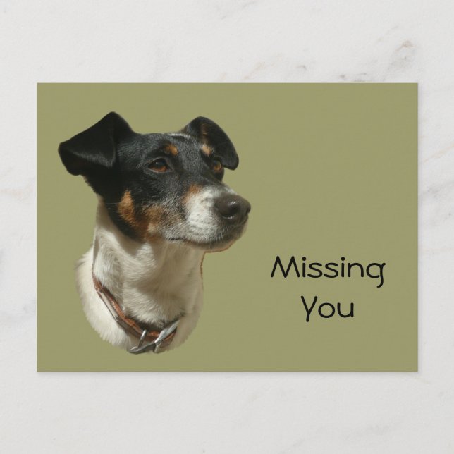 Cute Jack Russell Hund Vykort (Framsida)