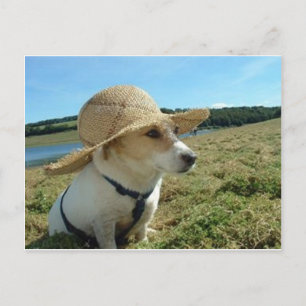 Cute Jack Russell med sol hatt i fält Vykort