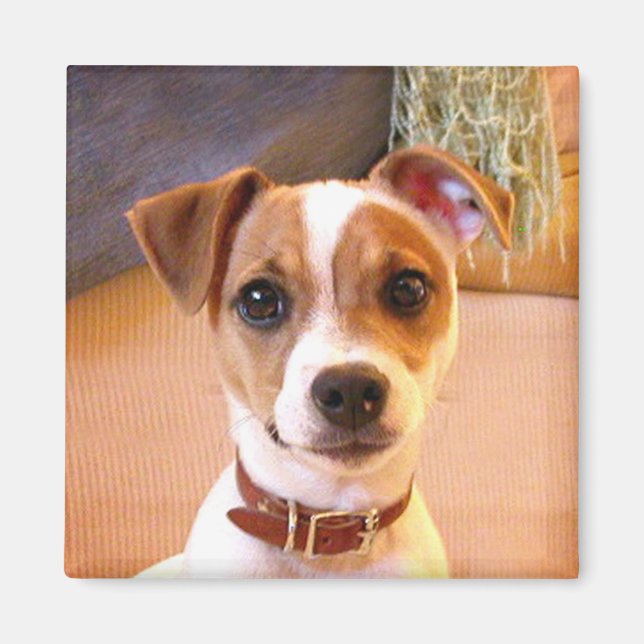 Cute Jack Russell Terrier magnet (Framsidan)