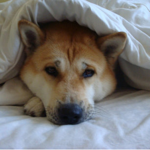 Cute japanese akita hund under sängfiltar kort