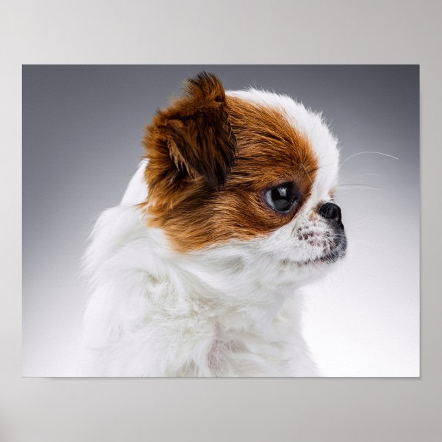 Cute Japansk chin Puppy Porträtt Poster (Framsidan)