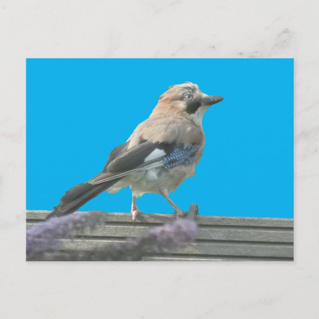 Cute Jay Close Up DIY Postcard Vykort (Framsida)