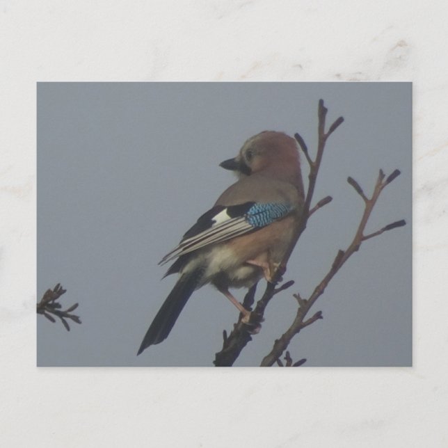 Cute Jay i Träd DIY Postcard Vykort (Framsida)