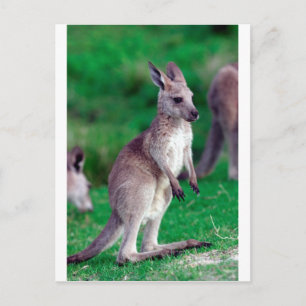 Cute joey baby Kangaroo Vykort