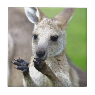 Cute joey kangaroo kakelplatta