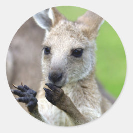Cute joey kangaroo runt klistermärke