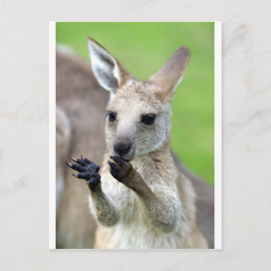 Cute joey kangaroo vykort