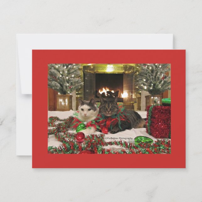 Cute Jul Cats Julkort (Framsida)