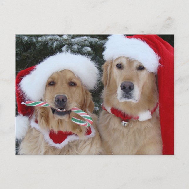 Cute jul Golden Retrievers vykort (Framsida)
