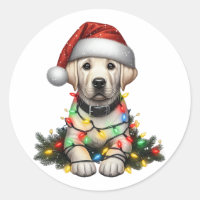 Cute jul Labrador Retriever