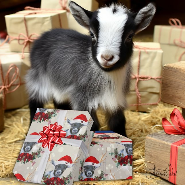 Cute jul Pygmy Kid Goat Poinsettia Wandeans Presentpapper (Skapare uppladdad)