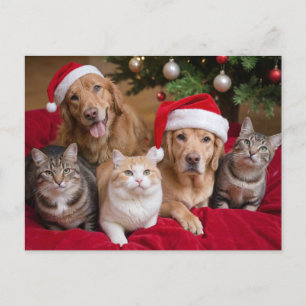 Cute Julkatter och hundar Helg Vykort