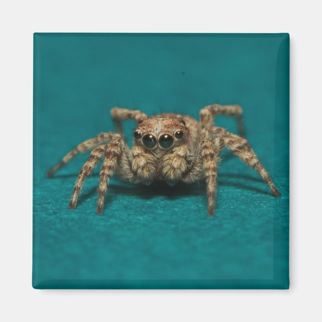 Cute Jumping Spider Photo Magnet (Framsidan)