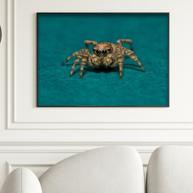 Cute Jumping Spider Photo Poster (Skapare uppladdad)