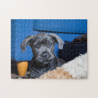 Cute Käpp Corso Puppy Pussel