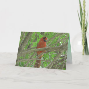 Cute-kardinal i Träd fototom Kort