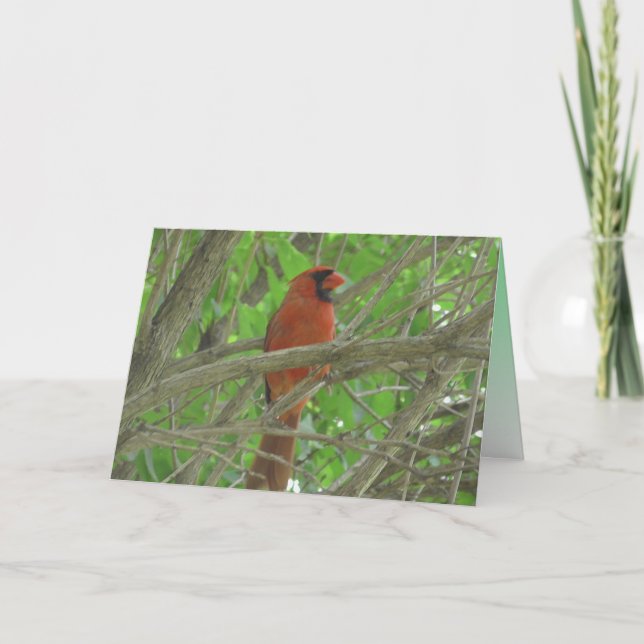 Cute-kardinal i Träd fototom Kort (Framsida)
