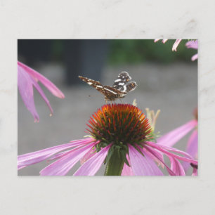 Cute Karta Butterfly på Coneflower DIY-vykort Helg Vykort