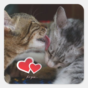 Cute kattungar fyrkantigt klistermärke